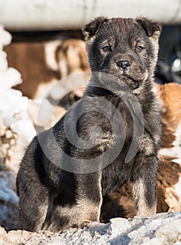 Little puppy in the snow photo