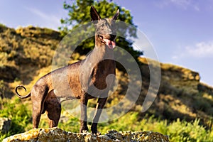One Mexican Hairless Dog xoloitzcuintle, Xolo stands at sunset against a backdrop of stone hills and blue sky