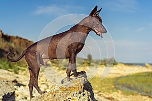 One Mexican hairless dog xoloitzcuintle, Xolo stands at sunset on a large rock on the shore against a blue sky