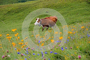 One milker cow at alpine swiss meadow, blurry flowers in the front