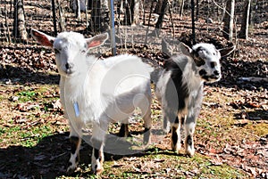 One mini goat, two mini goats