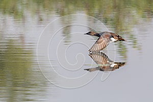 One mirrored gadwall duck anas strepera flying over water surface