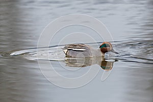 one mirrored male common teal (Anas crecca) swimming in water