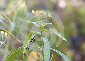 One Monarch Butterfly Caterpillar on bottom side of Milkweed leaf