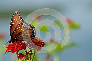 One monarch butterfly on red flower