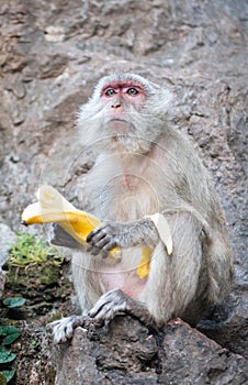 One monkey with banana sit on rock