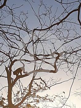 Monkey shadow in a tree photo