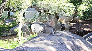 One of the monkeys is sitting on a rock.