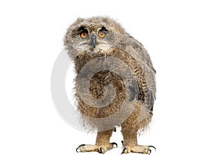 One month Eurasian Eagle-Owl chick, Bubo bubo, looking at the camera, isolated on white