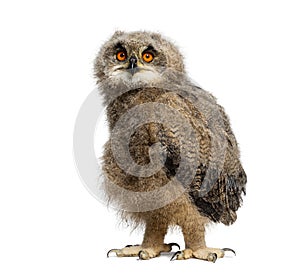 One month Eurasian Eagle-Owl chick, Bubo bubo, looking at the camera, isolated on white