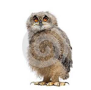 One month Eurasian Eagle-Owl chick, Bubo bubo, looking at the camera, isolated on white