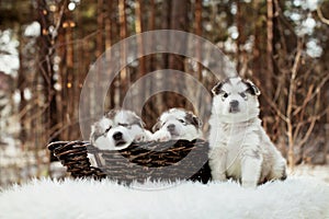 One month old alaskan malamute puppies