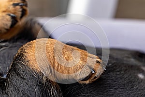 One month old brown brindle Jack Russell puppy paw. Detail of leg with nails. health and nail care. Animal Themes