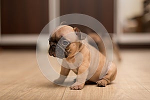 One-month-old French Bulldog puppy. Cute little puppy
