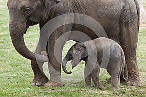 One-month-old Indian elephant (Elephas maximus indicus) with its