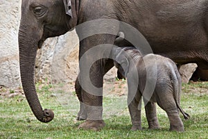 One-month-old Indian elephant (Elephas maximus indicus) with its