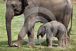 One-month-old Indian elephant (Elephas maximus indicus) with its