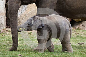 One-month-old Indian elephant (Elephas maximus indicus) with its mother