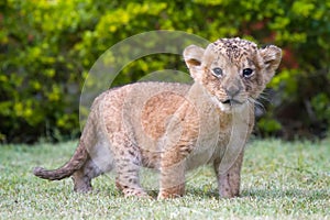 Small cute Wild Lion Cub