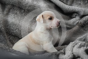 One month old puppy warm on a blanket