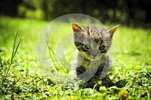 One month old tabby kitten in the green grass