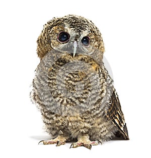 One month old Tawny Owl, Strix aluco, isolated