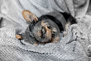 one month old Yorkshire Terrier Puppy sleeping on gray background in interior