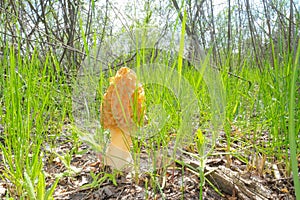 One Morchella mushroom grows in a meadow among green grass.