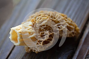 One morel mushroom laying on wood showing details