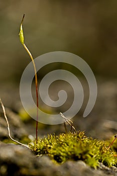 One Moss spore closeup