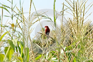 One of the most beautiful and attaractive red bird. I found this in the corn field in countryside. Tiny, fast and rarely seen.