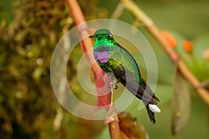 One of the most beautiful hummingbirds, Purple-bibbed Whitetip