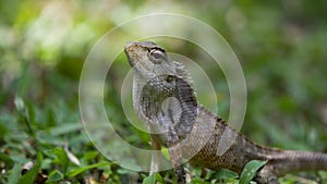 One of the most colourful reptiles in Sri Lanka - The Garden Lizard