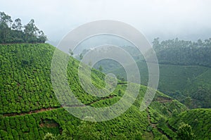 One of the most high altitude tea plantations in Munnar,India