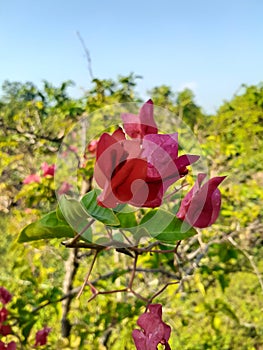 One of the most sought after ornamental plants today is the flower which in Indonesia is sometimes called the Paper Flower plant