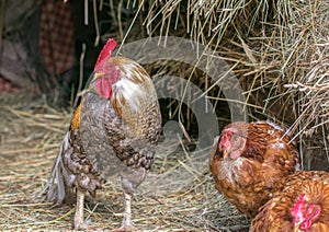 One motley cock and two brown hens are sitting in a barn with hay