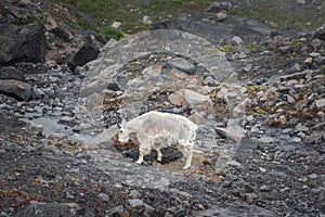 One Mountain Goats go to Mt.Baker