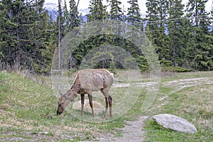 One mule deer grazing in Jasper National Park, Canadian Rockies, Alberta, Canada