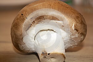 One mushroom brown champignon looks below. One brown champignon. Nature fungi.