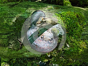 one mushroom growing on a tree in the forest.