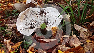 One mushroom Lactarius resimus grows in grass in forest