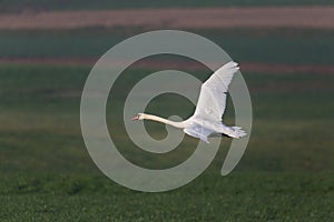 One mute swan Cygnus olor during flight with natural green bac