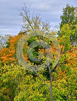 One naked tree between colorful sibilings