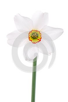 One narcissus flower on white photo