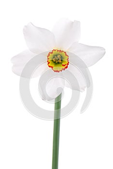One narcissus flower on white