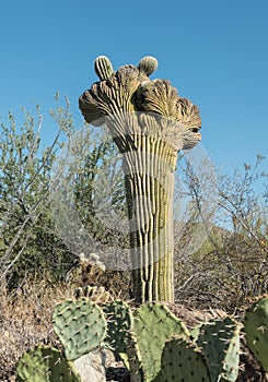 One of nature`s mysteries, the crested Saguaro photo