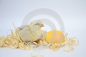 One newborn chick and yellow egg on white background. Easter holiday, newborn baby, family