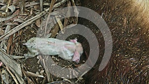 One newborn pink piglet sucks mother milk from large brown hairy sleeping sow