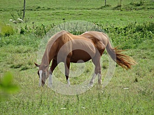 One nice female horse who is grazing with her tail in the wind