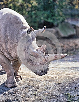 Northern White rhinoceros, Ceratotherium simum cottoni, today only the last two rhinos